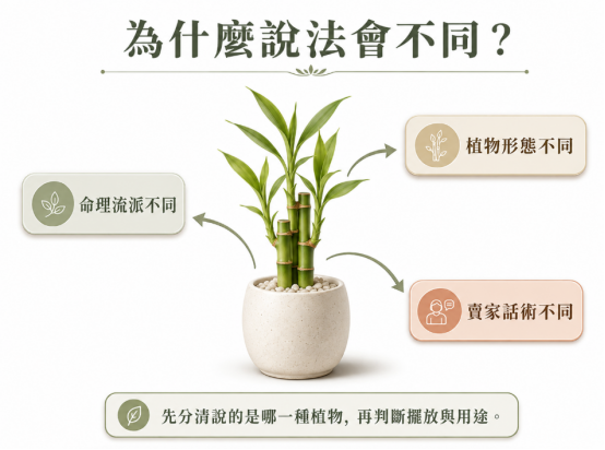 這是一幅釐清「開運竹風水」常見資訊落差的極簡解說圖卡。畫面以一盆翠綠的開運竹為核心,向外拉出三個導致風水規則說法分歧的主因:包含命理流派差異、植物生長形態不同,以及賣家的推銷話術,並在底部提醒讀者佈置前應先確認植物具體種類再判斷用途,引導大眾破解盲目跟從的迷思。