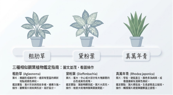 這是一幅幫助讀者在探究「萬年青風水禁忌」前,先正確認明植物品種的極簡對照圖卡。畫面由左至右並列展示粗肋草、黛粉葉與真萬年青三種常被混淆的室內植栽,並於下方詳細條列各自的葉片形狀、斑紋特徵與生長姿態等鑑定要點,引導讀者透過觀察與觸摸精準辨識真正的萬年青,以免因買錯植物而影響風水佈局。