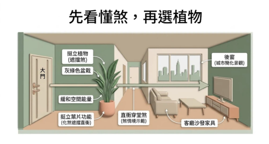 這是一幅極簡莫蘭迪風格的「擋煞植物」實務應用圖解。畫面展示大門直衝後窗的穿堂煞格局,在大門與客廳通道之間擺放一盆挺立的灰綠色觀葉植物,利用高挺葉片緩和空間能量並遮擋直衝氣流,清楚呈現「先看懂煞、再選植物」的化解思維。
