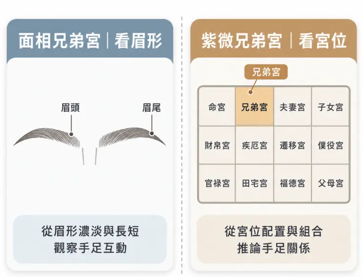 這是一幅跨界對比面相學與紫微斗數「兄弟宮」判讀方式的知識圖解。畫面左半部說明面相學是透過觀察眉毛的濃淡與長短，來檢視手足間的互動狀態；右半部則標示出紫微十二宮盤，強調斗數是從專屬宮位的星曜組合與配置來推論關係。透過簡潔直觀的左右對比，幫助大眾快速理解兩種命理系統在觀察手足課題時的不同切入點。